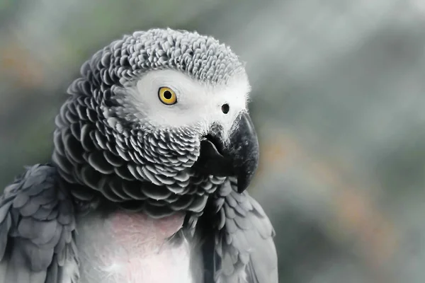 Profile Parrot Blurred Background — Zdjęcie stockowe