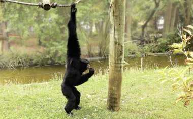 A black monkey with a sad face in a zoo