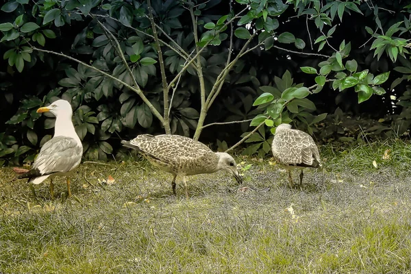 Trois Mouettes Dans Herbe Picorant Quelque Chose — Photo