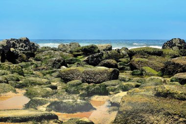 Taşların üzerinde yosun olan kayalık bir sahil manzarası.