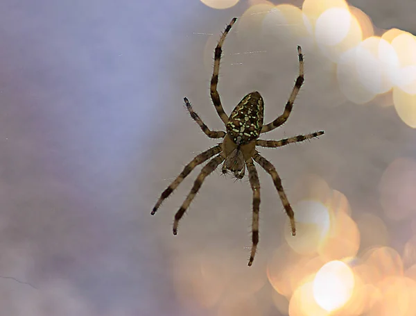 Nahaufnahme Einer Spinne Netz — Stockfoto