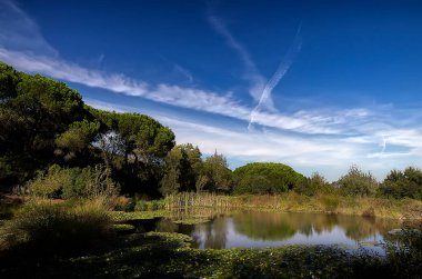 Su zambaklarıyla dolu bir gölet
