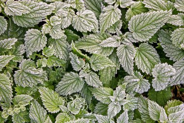 örtülü ısırgan otu hoarfrost