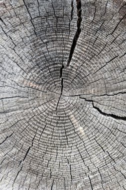 Old log with tree-ring clipart