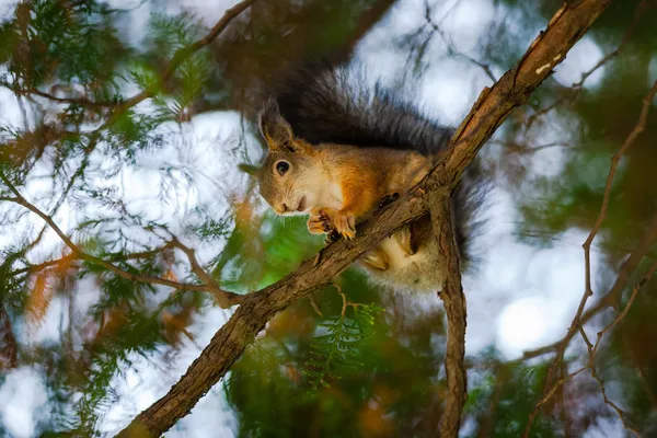 Eichhörnchen sitzt auf einem Baum — Stockfoto