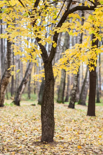 Lonely tree with yellow autumn leaves