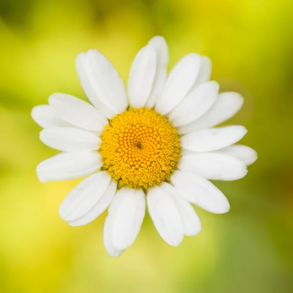 Blomma daisy eller kamomill på en suddig bakgrund av grönt gräs — Stockfoto