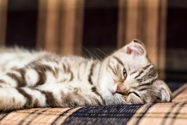 İskoç fold yavru kedi kanepede yatan — Stok fotoğraf