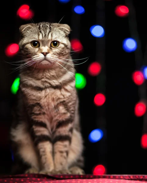 Gato pliegue escocés se sienta en una mesa en Navidad y Año Nuevo — Foto de Stock