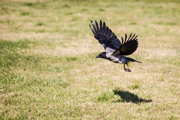 Crow with spread wings flying over a grassy field — Stock Photo, Image