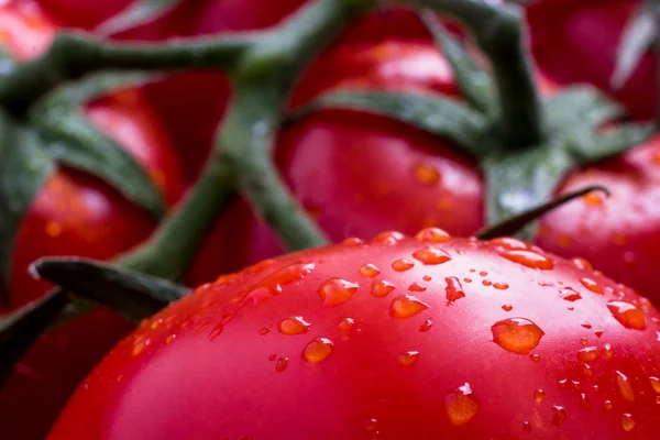 Branch of red tomatoes with water drops — Stock Photo, Image