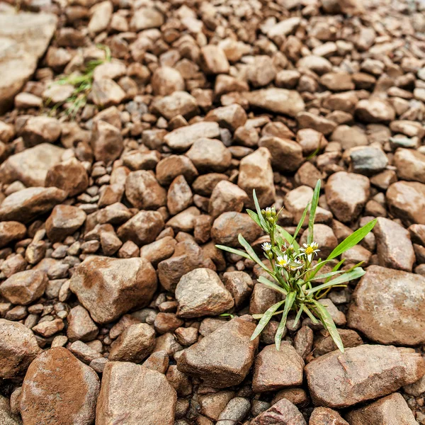 Única flor em pedras — Fotografia de Stock