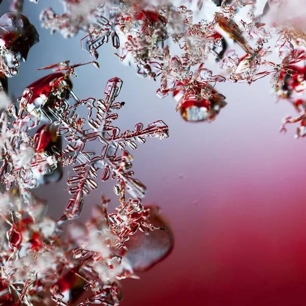Una vera macro fiocco di neve si trova tra gli altri fiocchi di neve su uno sfondo rosso — Foto Stock
