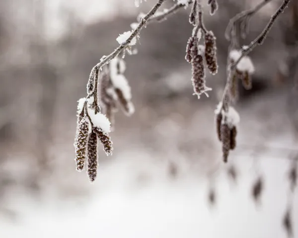 Pokryte śniegiem gałęzi olchy z catkins — Zdjęcie stockowe