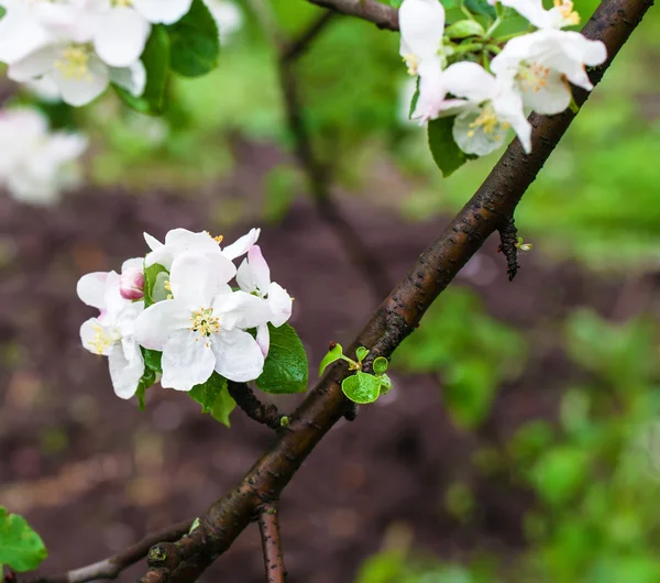 Kukkiva omenapuu oksa keväällä — kuvapankkivalokuva