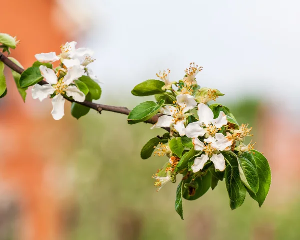 Blossoming apple tree branch in spring — Stock Photo, Image