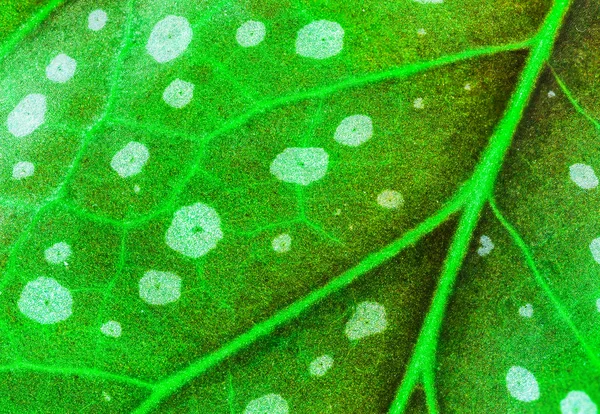 Macro green leaf of Begonia 