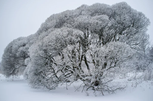 Salix fragilis (brittle willow) trees covered with snow — Stock Photo, Image