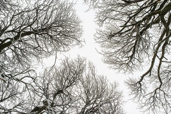 izole karlı ağaç dalları