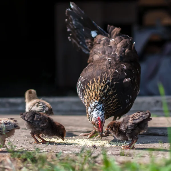 母鸡和小鸡啄食谷粒 — 图库照片