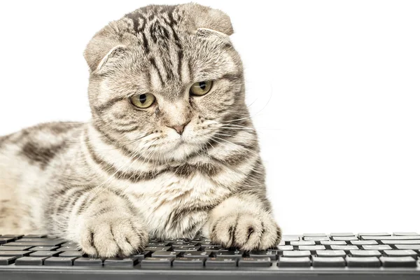Koncentrat poważne pasiasty kot Szkocki zwisłouchy działa siedzi przy komputerze — Zdjęcie stockowe