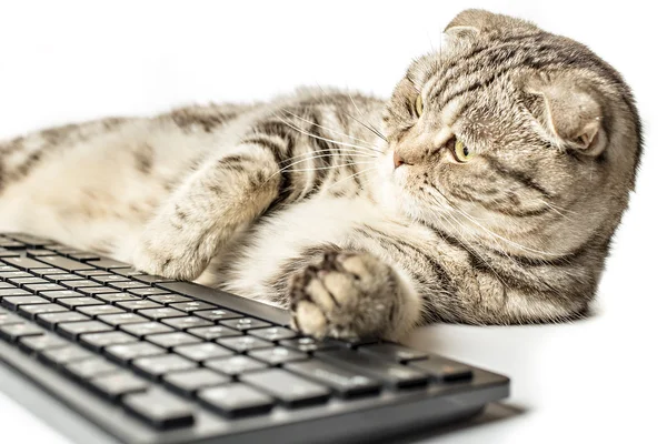 Poważne pasiasty kot Szkocki zwisłouchy działa leżącego na komputerze — Zdjęcie stockowe