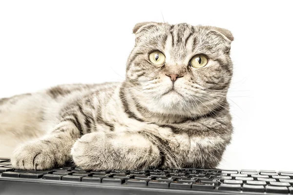 ciddi çizgili kedi İskoç fold bilgisayar yalan çalışır