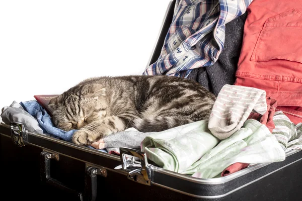 Szkocki zwisłouchy kot śpi w walizce mnóstwo rzeczy do podróży — Zdjęcie stockowe