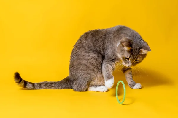 Cat looks with interest at the toy ring and tries to touch it with his paw, sitting on a yellow background. Close-up. — Stock Photo, Image