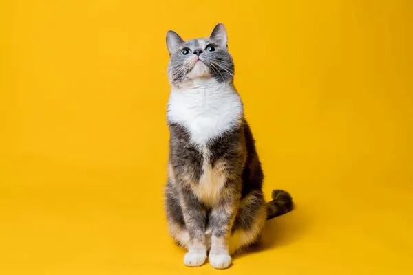 Söt katt tittar upp med nyfikenhet. isolerad, gul bakgrund. — Stockfoto