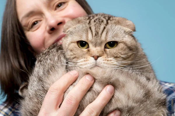 不高兴的苏格兰折叠的猫在它快乐的微笑的主人的怀里。蓝色背景。四.后续行动. — 图库照片