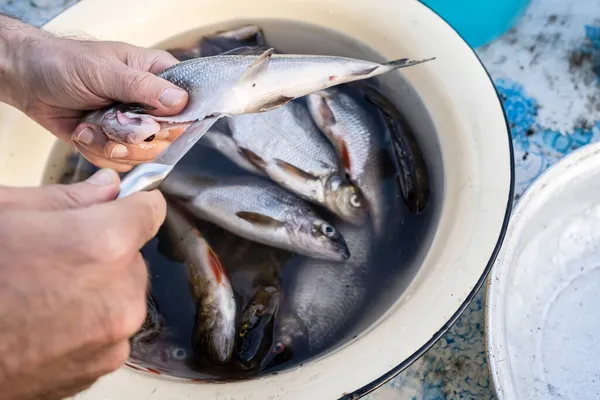 Mãos limpas peixe fresco capturado das entranhas, cortar a barriga com uma faca, contra o fundo da captura na bacia. — Fotografia de Stock