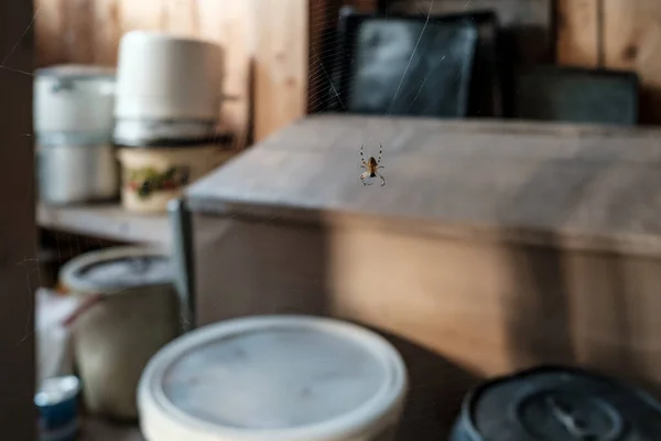 La araña se sienta en el centro de la red, esperando insectos, en el interior. Predator está en una trampa pegajosa casera, esperando a su presa. — Foto de Stock