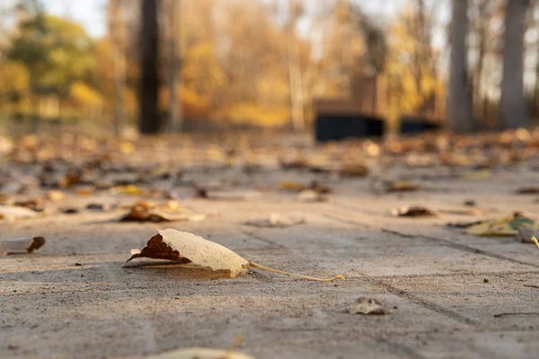 Umgefallene, gelbe Blätter liegen an einem sonnigen Herbsttag auf dem Gehweg im Park. — Stockfoto