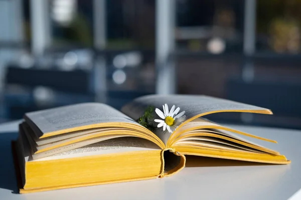 Aufgeschlagenes Buch mit Lesezeichen und Kamillenblüte liegt auf dem Tisch in den Sonnenstrahlen, vor dem Hintergrund einer Windschutzscheibe. — Stockfoto