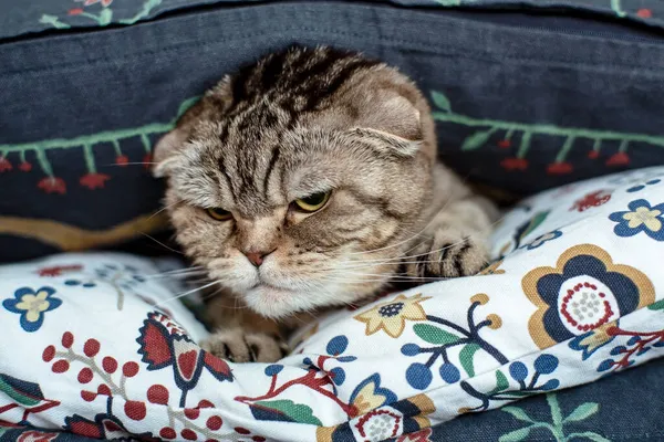 Podrážděná, nespokojená skotská kočka vypadá rozzlobeně schovaná v měkkých polštářích. — Stock fotografie