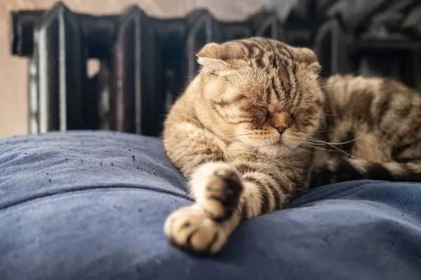 美しいスコティッシュ折りたたみ猫は暖かいラジエーターの横に柔らかいオットマンで眠る. — ストック写真