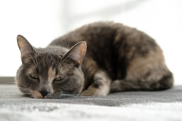 Gato sonolento bonito está descansando em um otomano de pelúcia na luz do dia natural. — Fotografia de Stock