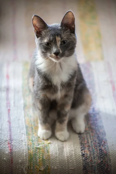 Lindo gatito molesto mira ofensivamente a la cámara, sentado en el sofá. — Foto de Stock