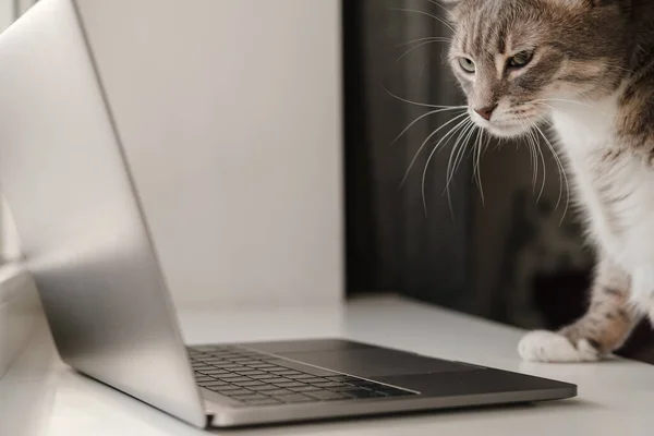 Serious Katze arbeitet aus der Ferne auf einem Laptop, während sie zu Hause sitzt. Lebensstil. Nahaufnahme. — Stockfoto