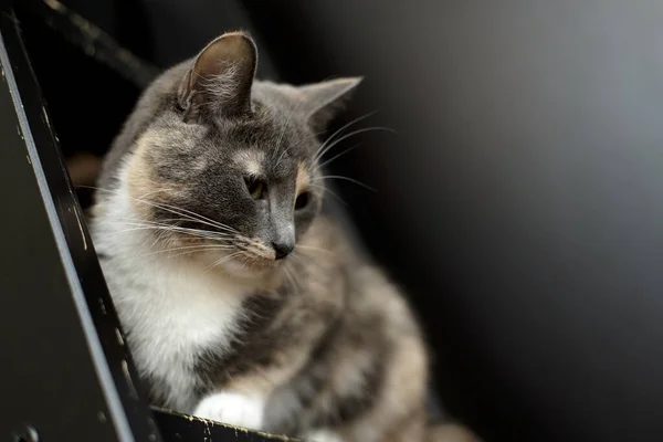 El gato se sienta en una escalera de madera arañada y mira hacia abajo con interés, sobre un fondo negro en un ambiente hogareño. — Foto de Stock