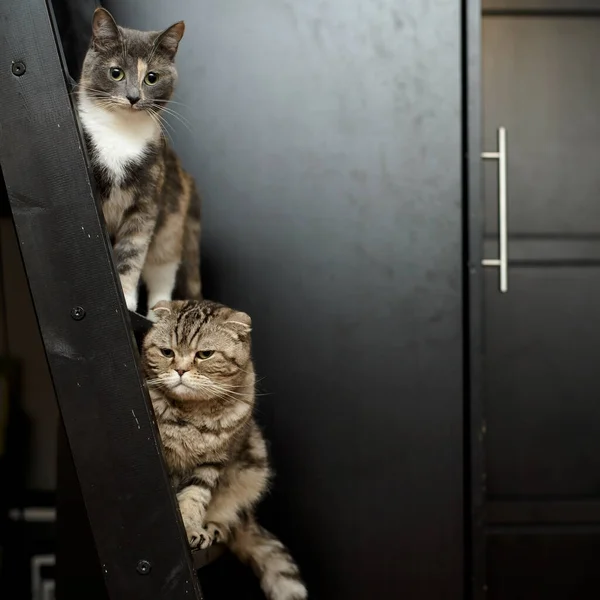 Two cats Scottish Fold and a tricolor mestizo are on a wooden, scratched staircase looking with interest. — Stock Photo, Image