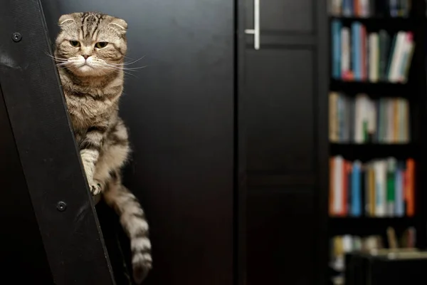 Podezřelá skotská kočka sedí na dřevěném, poškrábaném schodišti na pozadí skříně a stojanu s knihami. — Stock fotografie