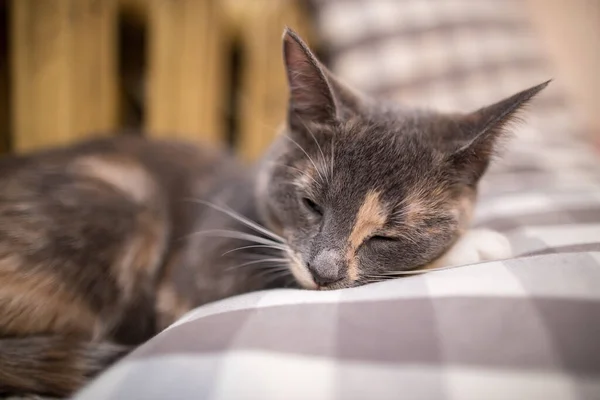 Mignon chat dort avec sa tête sur un oreiller près d'un radiateur chaud. — Photo