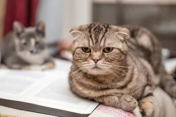 Poważny, zaniepokojony Scottish Fold kot leży na otwartym folderze z dokumentami, kotek spoczywa w tle. — Zdjęcie stockowe