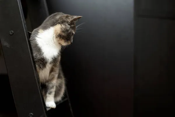 Cat se senta em uma escada de madeira, arranhada e olha para baixo com interesse, em um fundo preto em um ambiente doméstico. — Fotografia de Stock