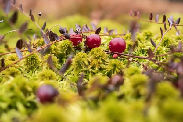 Спелые красные клюквы на кустах лежат в мху на болоте. Сбор ягод в осенний, облачный день. — стоковое фото