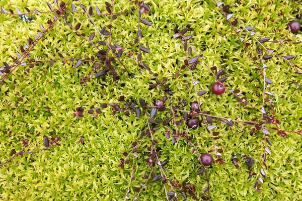 Rode veenbes op een kruipende struik liggen in groen mos in een moeras. Rijpe bessen oogsten op een herfstdag. Bovenaanzicht. — Stockfoto