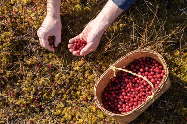 Les mains recueillent la canneberge rouge mûre et les mettent dans un panier. Récolte saisonnière des baies d'automne dans la mousse dans un marécage. Vue du dessus. — Photo
