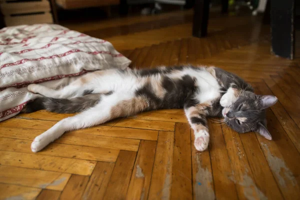 Gato dorme de costas no chão, tentando escapar do calor do verão, dentro de casa. — Fotografia de Stock